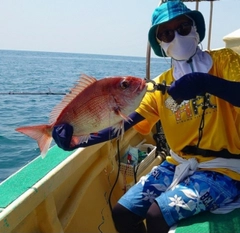 マダイの釣果