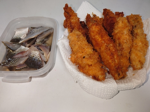 コノシロの釣果