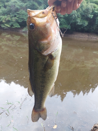 アコウの釣果