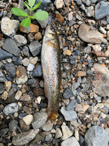 アブラハヤの釣果