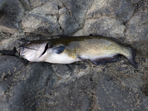 アメリカナマズの釣果