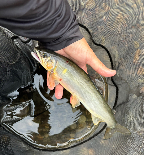 アユの釣果