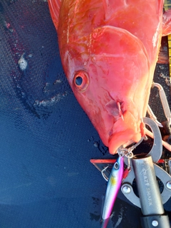 ホウライヒメジの釣果