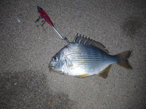 ヘダイの釣果