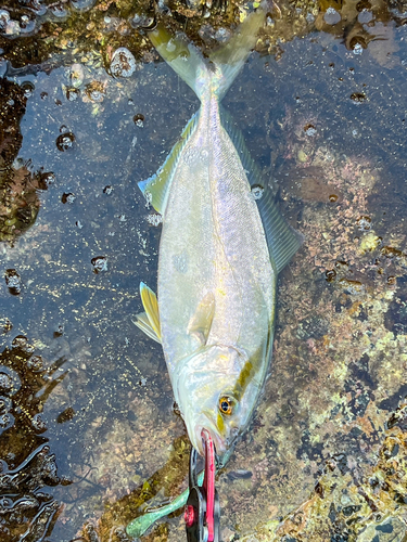 ネリゴの釣果