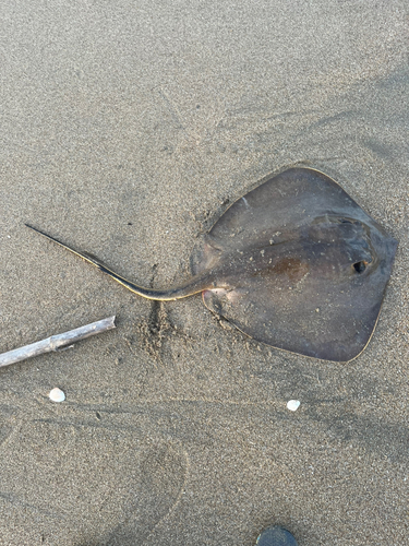 アカエイの釣果