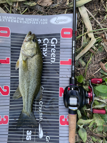 ブラックバスの釣果