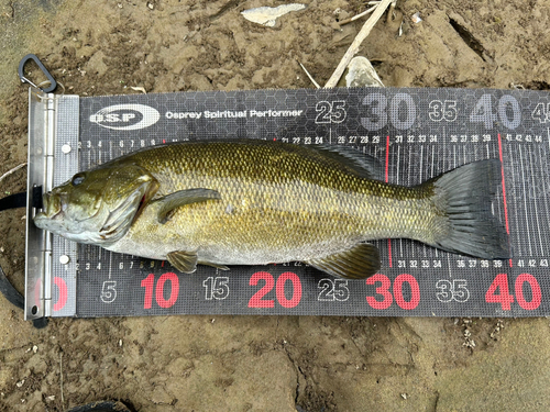 スモールマウスバスの釣果