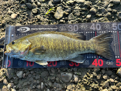 スモールマウスバスの釣果