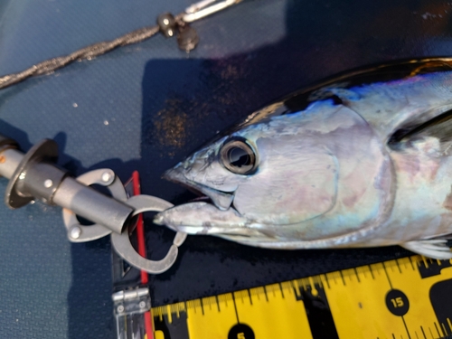 コシナガマグロの釣果