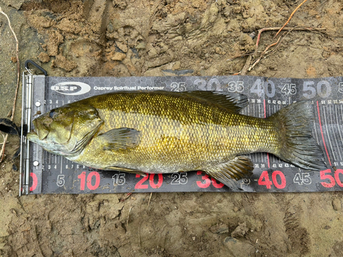 スモールマウスバスの釣果