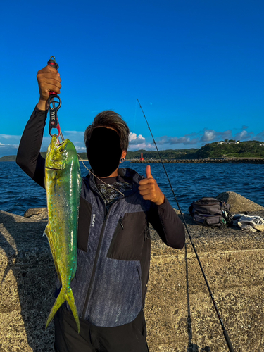 シイラの釣果