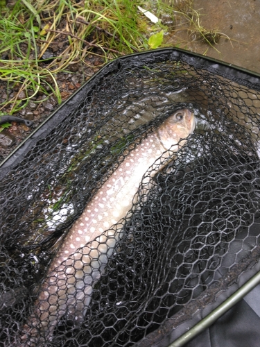 アメマスの釣果