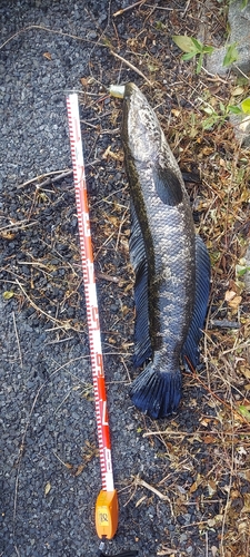 ライギョの釣果