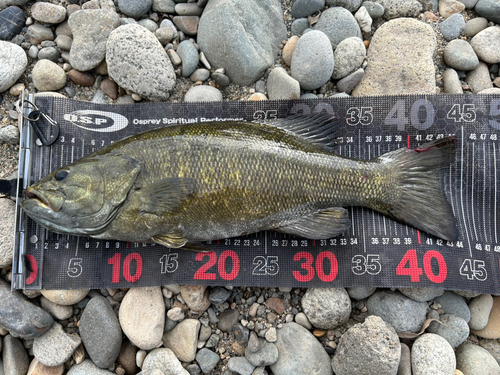 スモールマウスバスの釣果