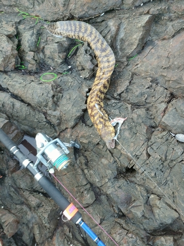 ウツボの釣果