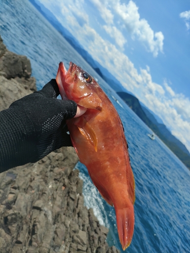 アカハタの釣果