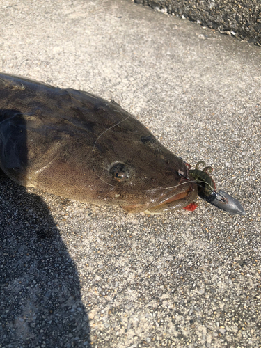 コチの釣果