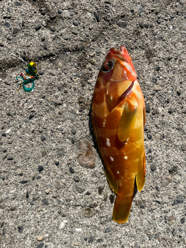 キジハタの釣果