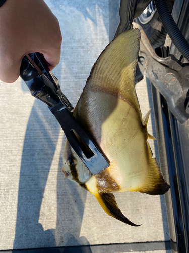 ツバメウオの釣果