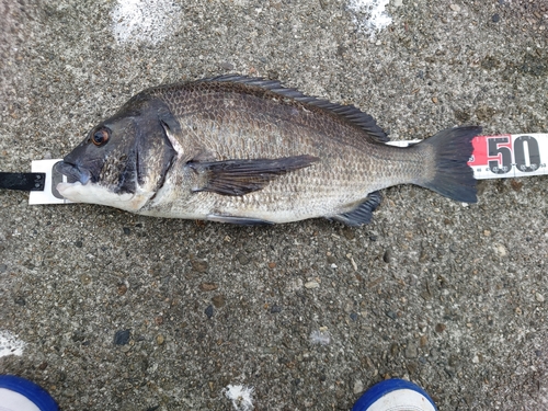 チヌの釣果