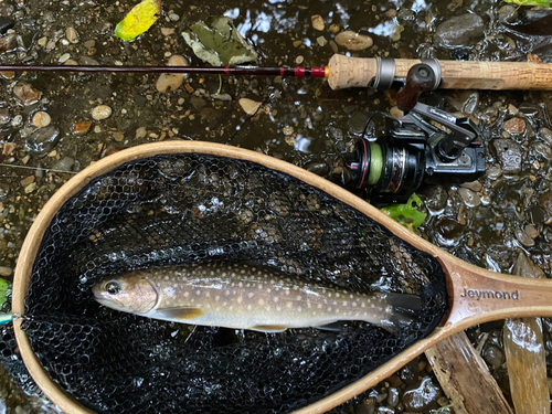 イワナの釣果