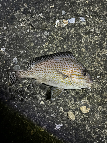 コロダイの釣果