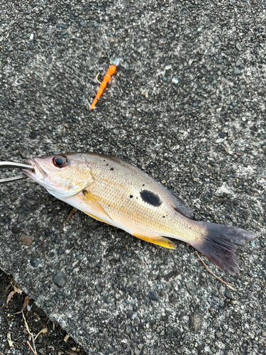 クロホシフエダイの釣果