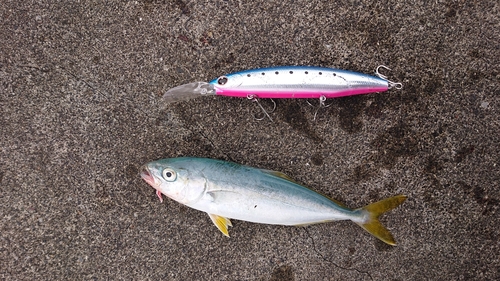 ワカシの釣果