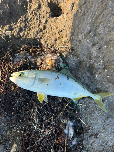 ショゴの釣果