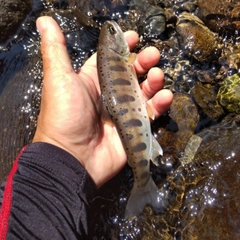 ヤマメの釣果