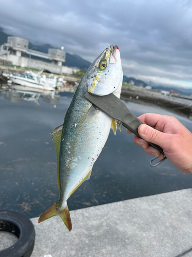 ショゴの釣果