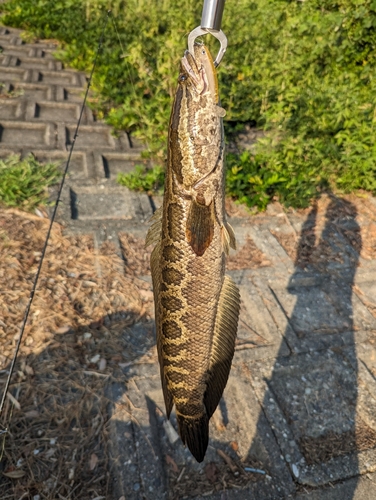 ライギョの釣果