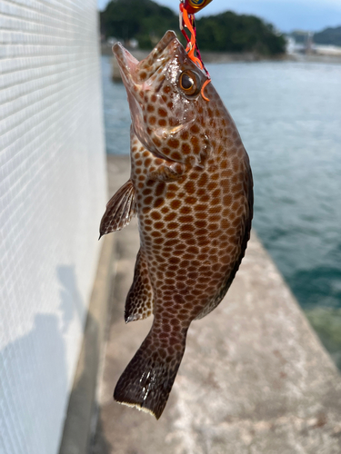 オオモンハタの釣果