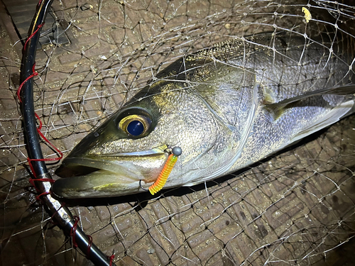 マルスズキの釣果