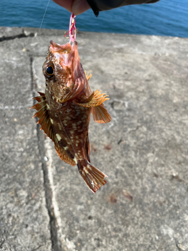 カサゴの釣果