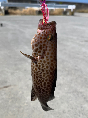 オオモンハタの釣果