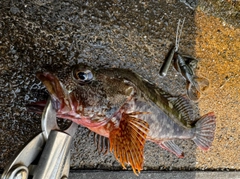 アラカブの釣果