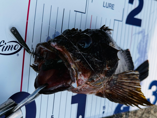 アラカブの釣果