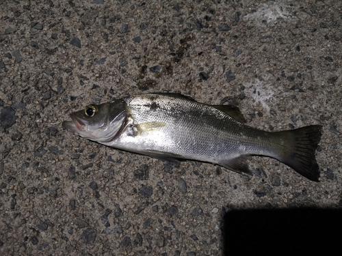 セイゴ（マルスズキ）の釣果