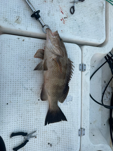 オオモンハタの釣果