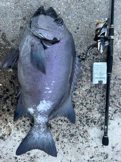 イシダイの釣果