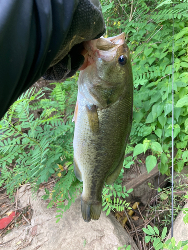 ラージマウスバスの釣果