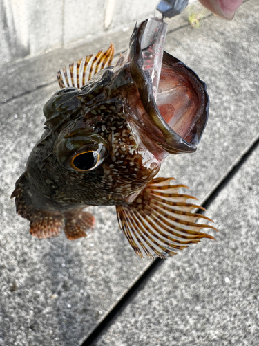 アラカブの釣果