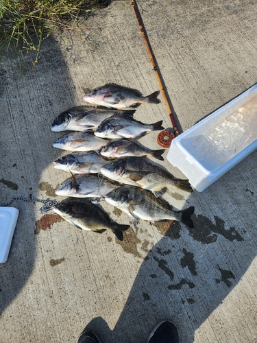 クロダイの釣果