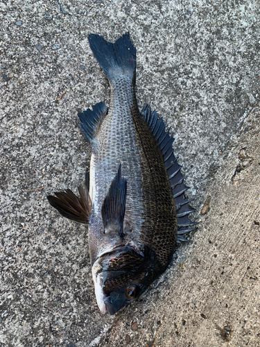 チヌの釣果