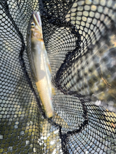 アユの釣果