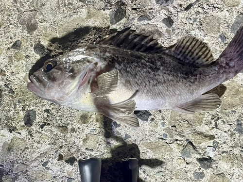 ソイの釣果