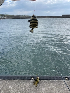 イシダイの釣果