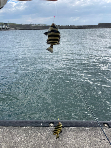 イシダイの釣果